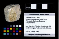 Foto (Objekt + Etikett) von Longodromites angustus (Reuss, 1858)  (NHMW-GEO-1990-0041-2805)